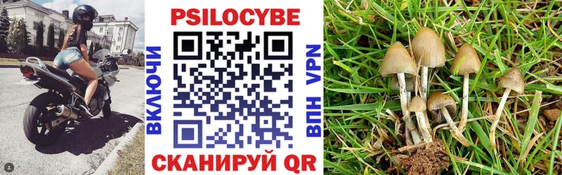 Купить закладки  Тбилисская  Псилоцибиновые грибы MAGIC MUSHROOMS 